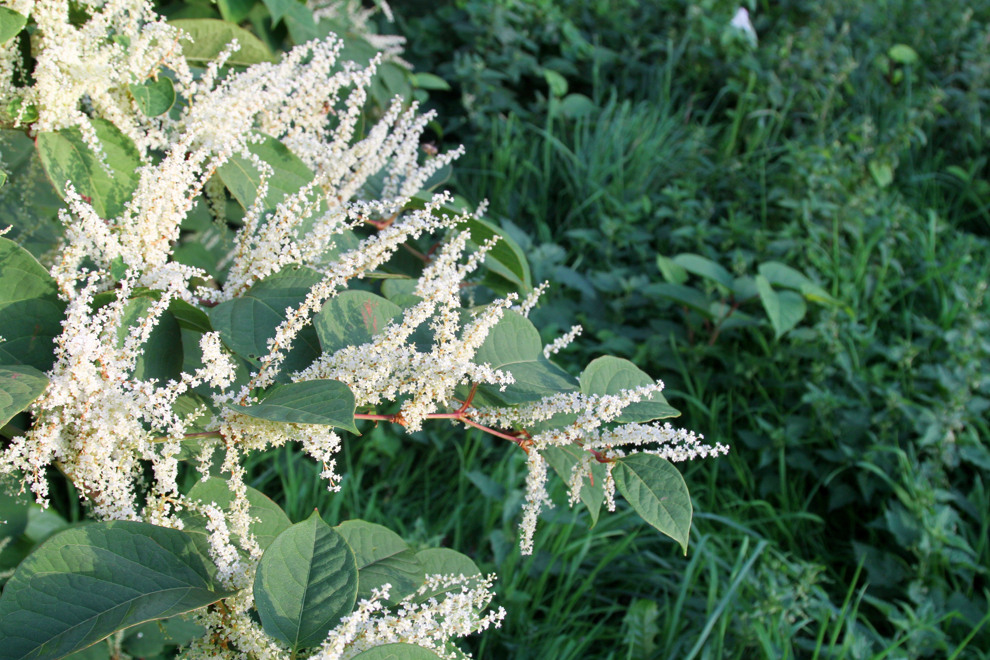 Researchers at Halmstad University take up the fight against invasive ...