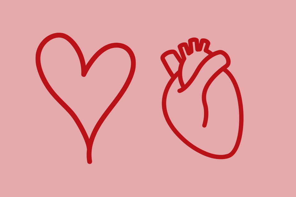 Two drawn red hearts on a pink background. One human heart and one heart shape