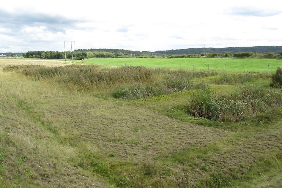 En våtmark bestående av gräs och vatten. Foto. 