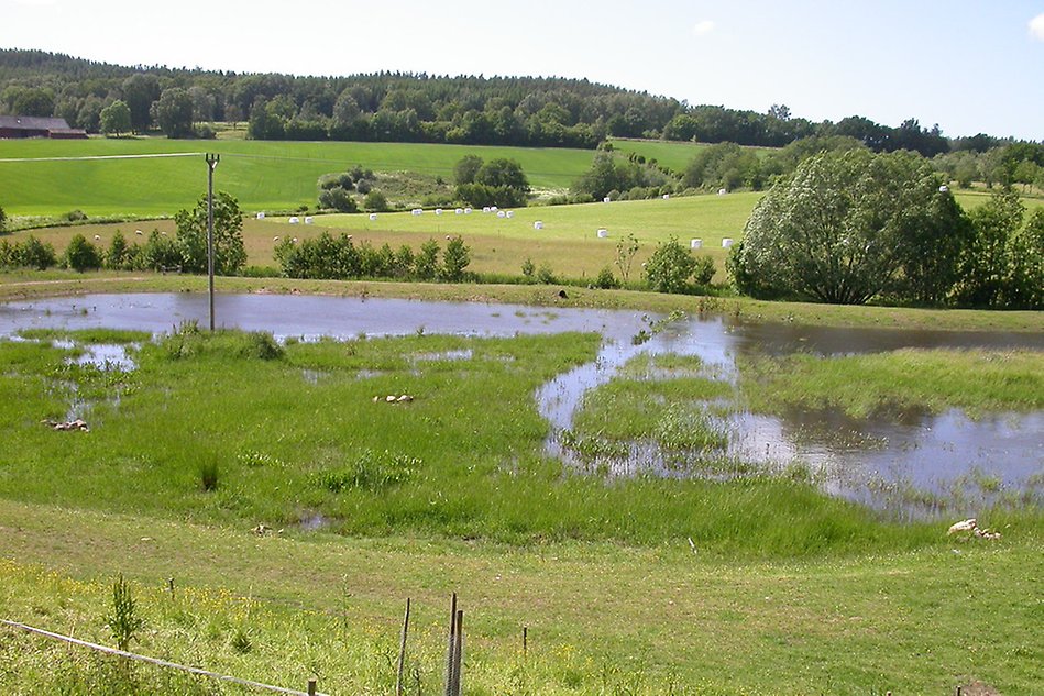 En våtmark bestående av gräs och vatten. Foto.