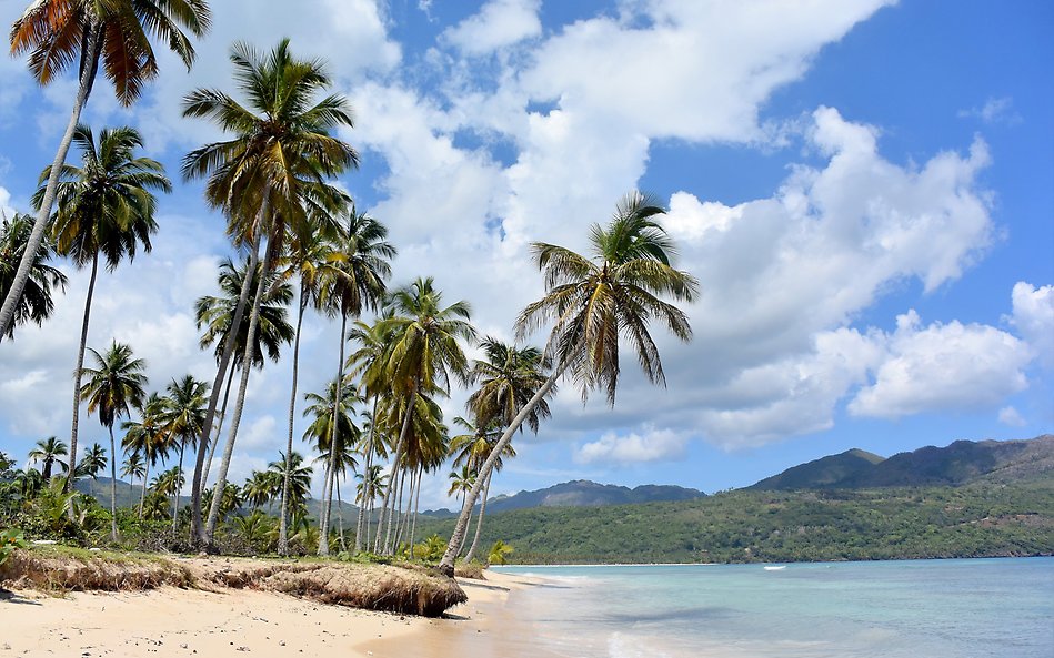 A beach with palmtrees. Photo.