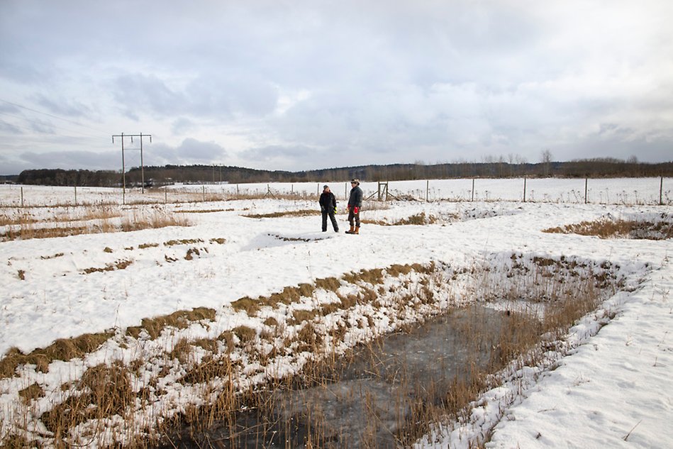 Två personer studerar våtmarker i ett vinterlandskap.