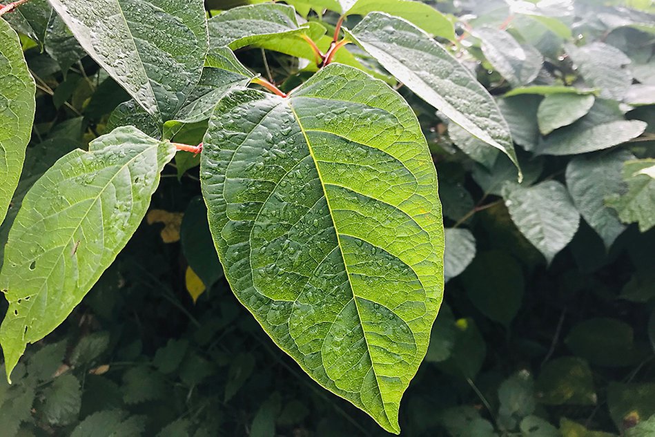 En närbild på ett grönt blad med vattendroppar på. Foto.
