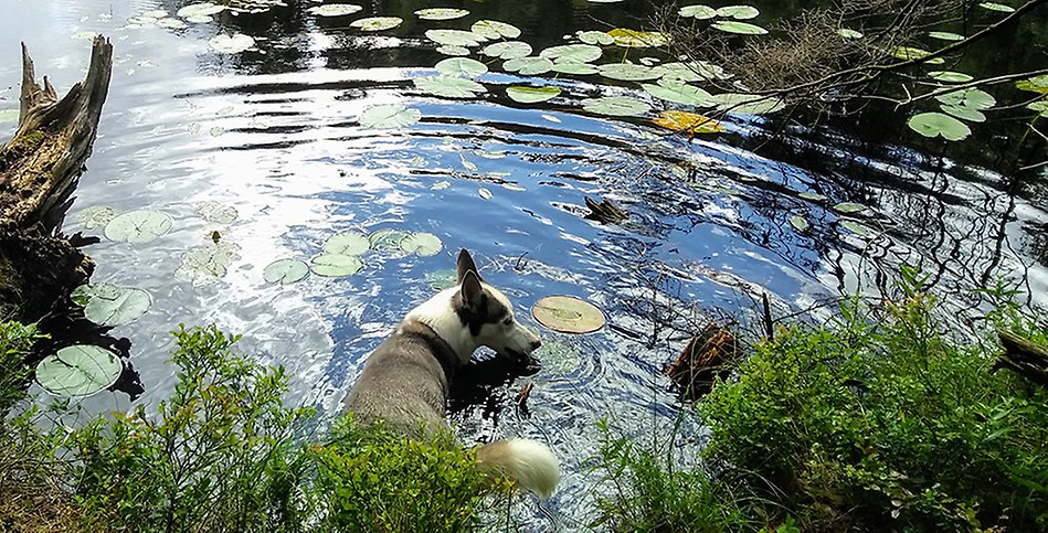 En hund som badar i en blank sjö.
