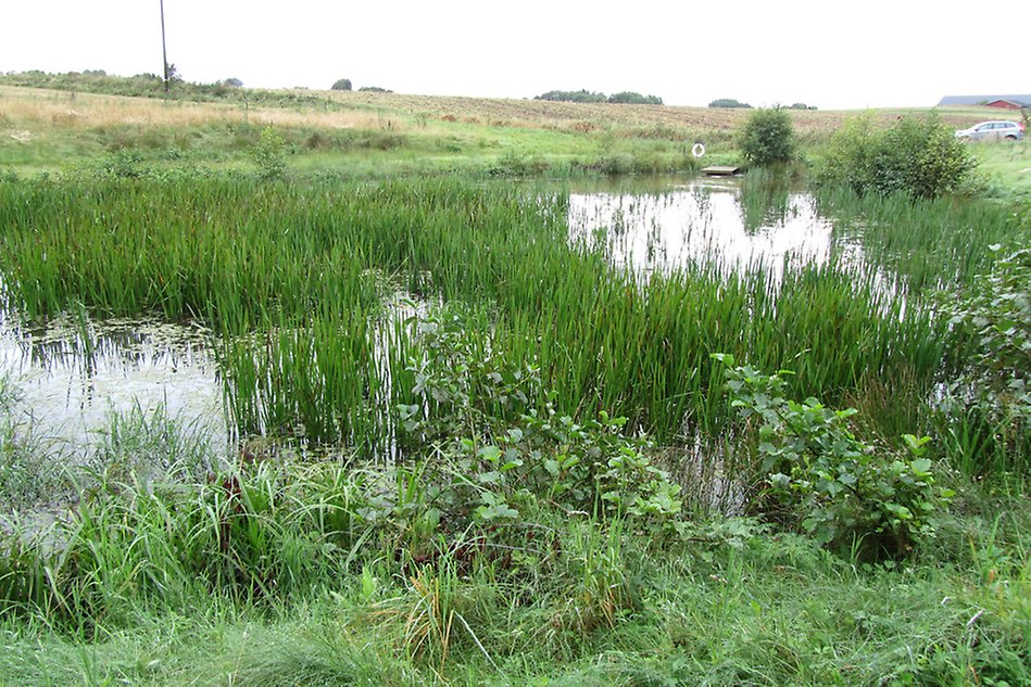 En våtmark, med frodigt gräs och vatten. Foto. 
