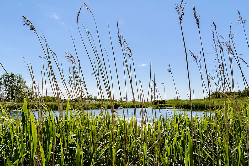 Naturmotiv från en solig sommardag, högt vass i förgrunden, vattendrag omgivet av vass och gräs i bakgrunden. Foto.